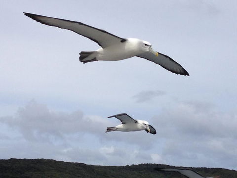 Anchorstone - Tourism Bookings NZ 1