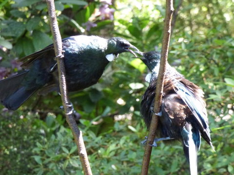 Avarest Bed & Breakfast - Tourism Bookings NZ 2