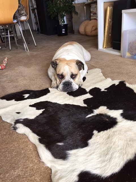 Cool Apartment, Central To Everything, Share With Bulldog - Tourism Bookings NZ 3