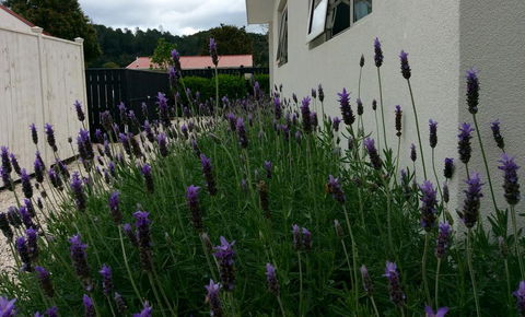 Coromandel Apartments - Tourism Bookings NZ 1