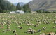 Dunstan Downs High Country Sheep Station - thumb 0