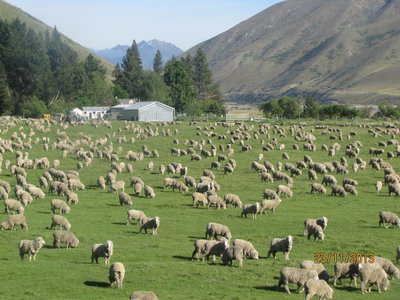 Dunstan Downs High Country Sheep Station