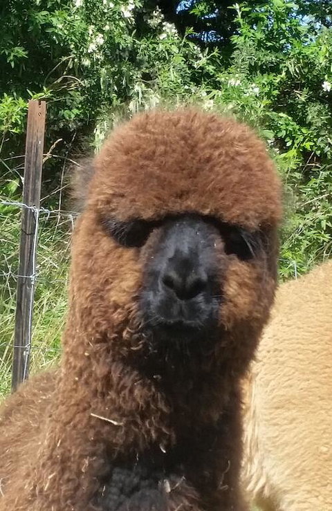 Gallin Farm Alpacas And Farmstay - Tourism Bookings NZ 3