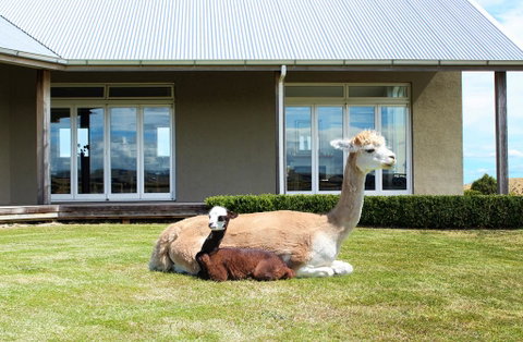 Gallin Farm Alpacas And Farmstay - Tourism Bookings NZ 0