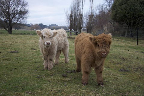 Highlands On Homestead - Tourism Bookings NZ 1