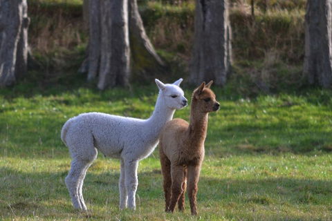 Highlands On Homestead - Tourism Bookings NZ 2