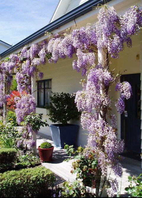 Olive Rabbit - Boutique Bed & Breakfast - Tourism Bookings NZ 3