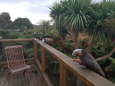 Ponga B&B
