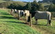 Rural Retreat - thumb 3