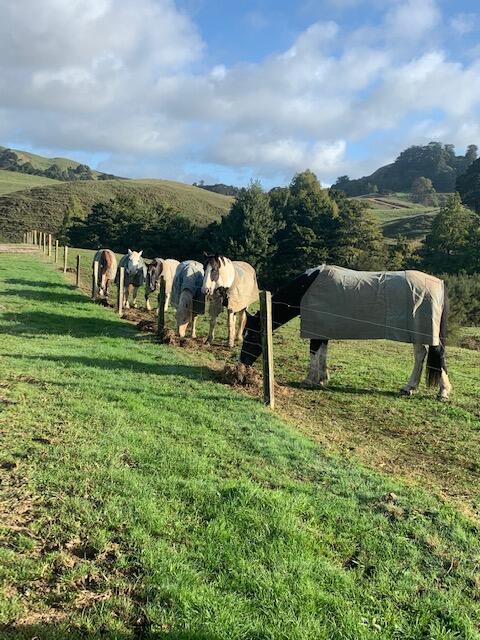 Rural Retreat - Tourism Bookings NZ 3