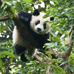 Chengdu Tourism Bookings