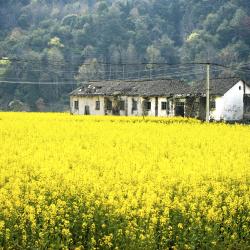 Jiangxi Tourism Bookings