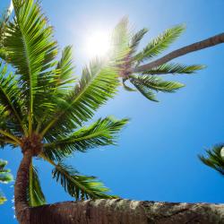 Pacific Harbour Tourism Bookings