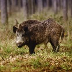 Őrség USA Accommodation