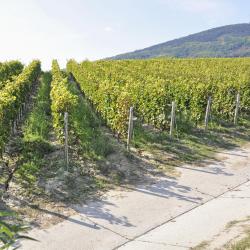 Tokaj Wine Region USA Accommodation