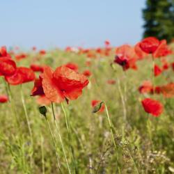 Zemgale USA Accommodation