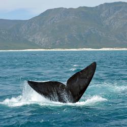 Hermanus USA Accommodation