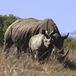 Hluhluwe Imfolozi Park USA Accommodation