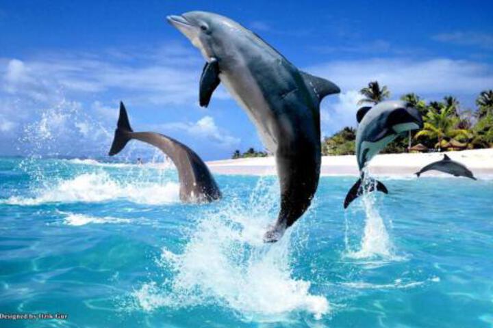 Villa Dartall Beautiful Ocean Access By Canal - thumb 6