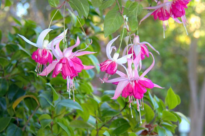 Carmel River Inn - thumb 7