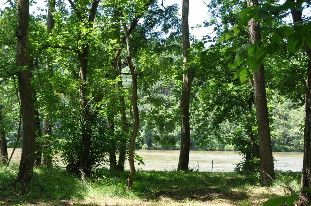 Bear Timbers - thumb 5