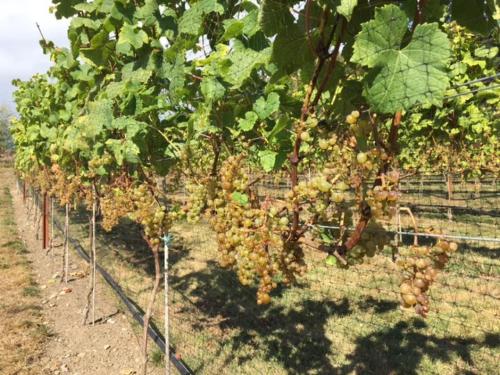 217 Vineyard House - thumb 2