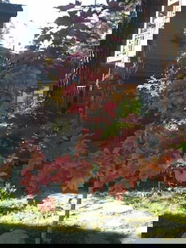 Mountainback At Mammoth - thumb 2