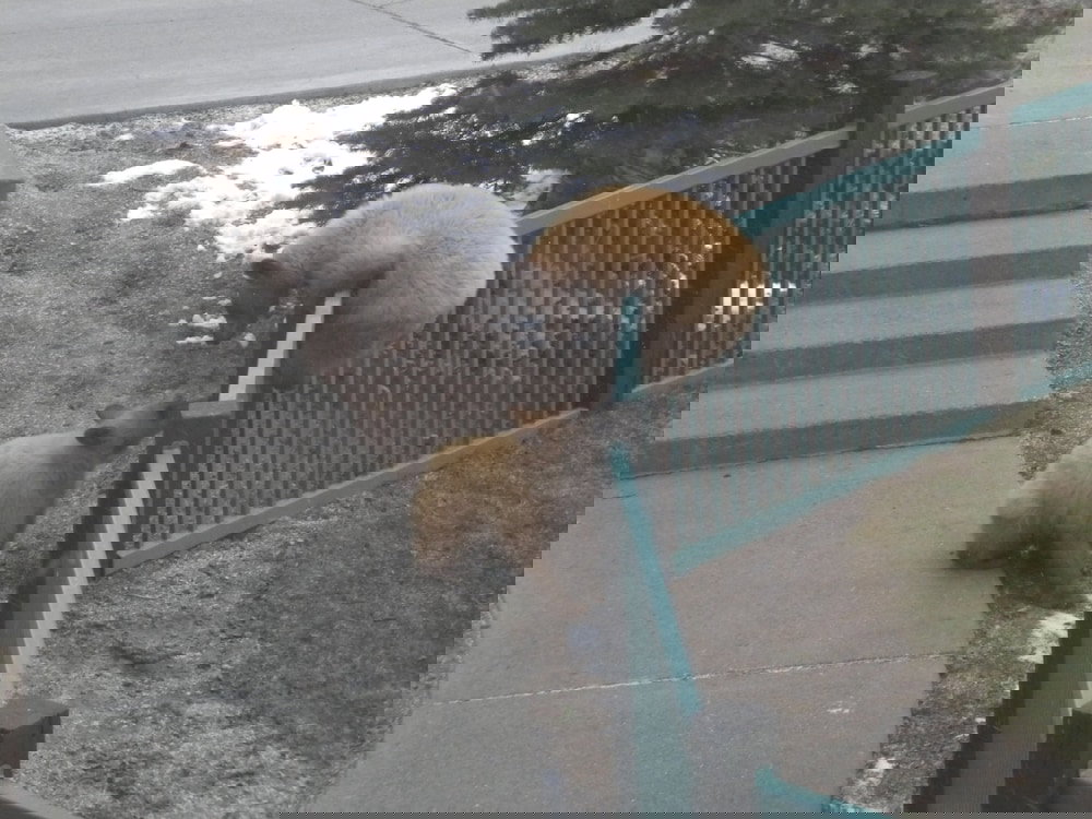 Mountainback At Mammoth - thumb 0