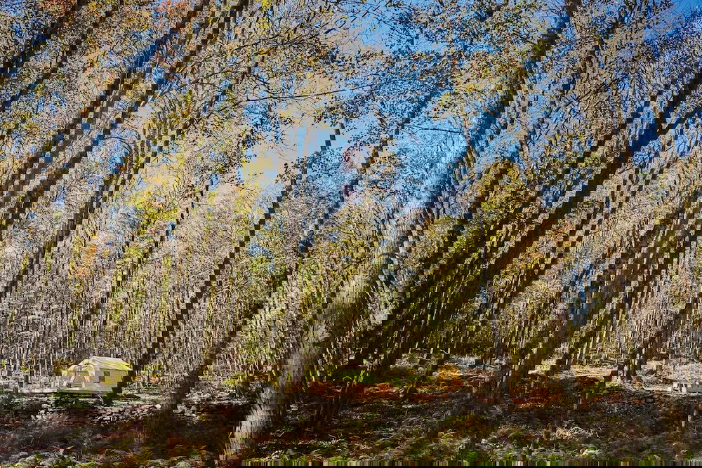 Tentrr Swinging Bridge Sanctuary - thumb 3