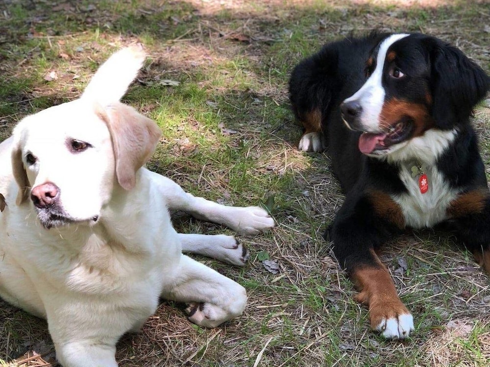 Tentrr Swinging Bridge Sanctuary - thumb 4