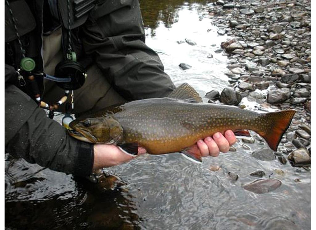 Rangeley Saddleback Inn - thumb 1