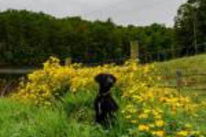 Wolf Creek Farm B & B & Motorcycle Manor At Wolf Creek Farm - thumb 0