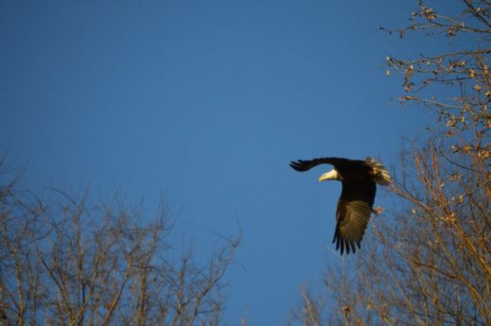 Mont Rest Inn - thumb 0