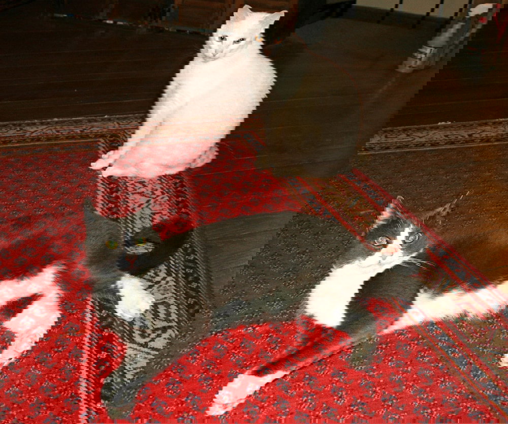 West Hill House B&B - thumb 2