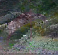 Apple Blossom Inn - Tourism Bookings