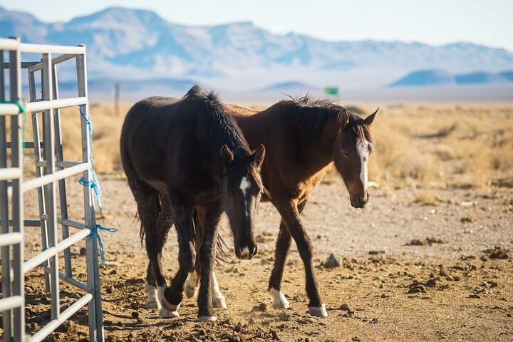 Amargosa Opera House - thumb 3