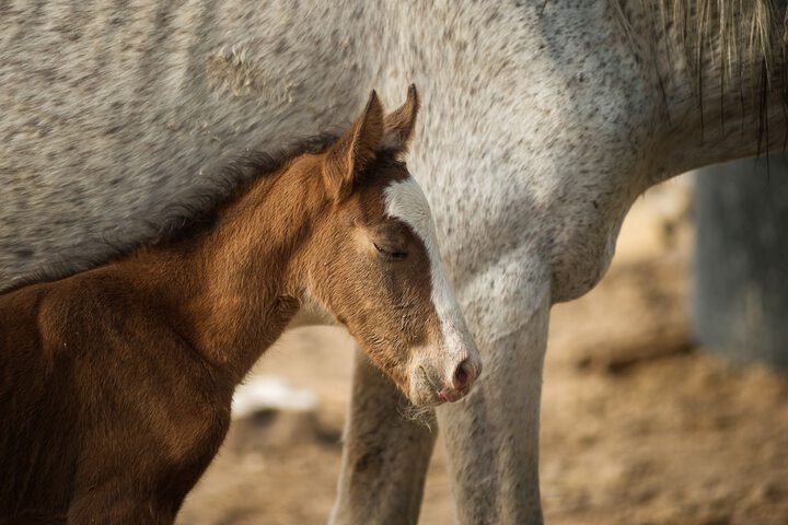 Amargosa Opera House - thumb 4