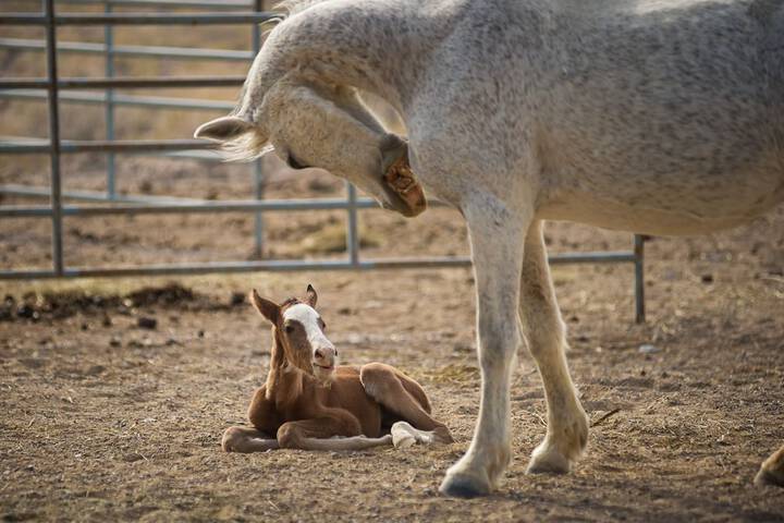 Amargosa Opera House - thumb 2