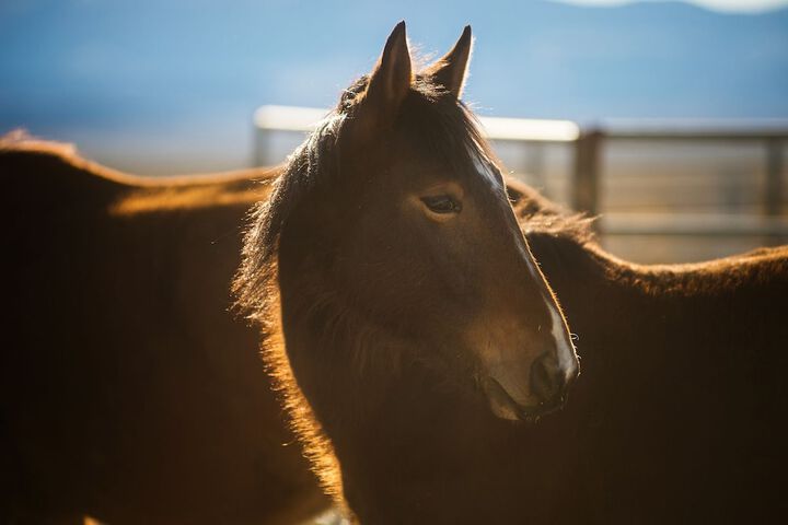 Amargosa Opera House - thumb 6