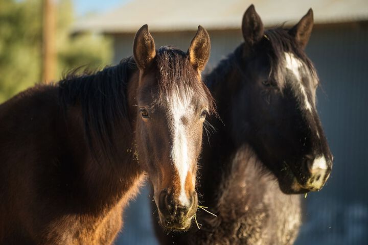 Amargosa Opera House - thumb 7