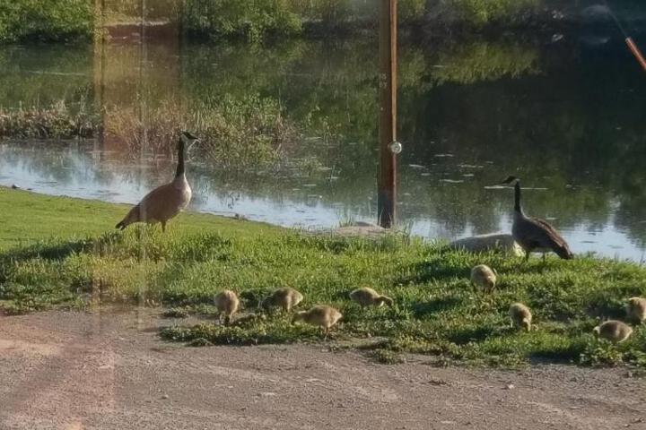 Montanas Duck Lake Lodge - thumb 3