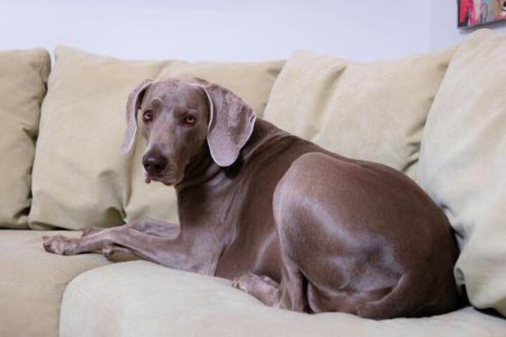 SEVEN Shelter Island Guest House - thumb 3