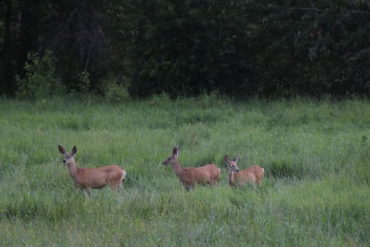 Bitterroot River B&B - thumb 1