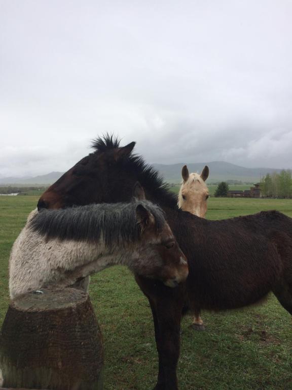 Pine Creek Cabin Livingston Montana - thumb 6