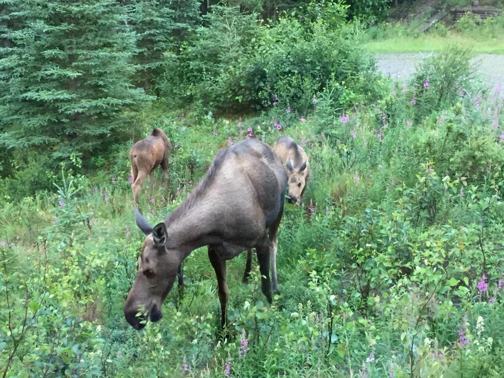 Denali Nightly House Rentals - thumb 2