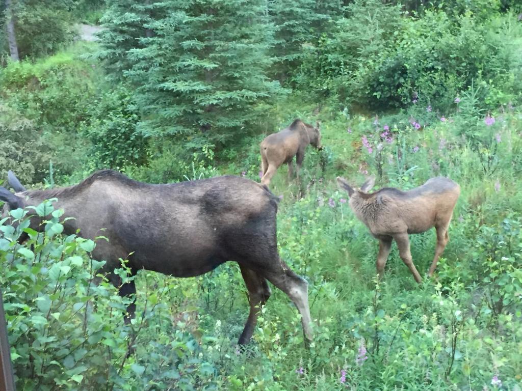 Denali Nightly House Rentals - thumb 7