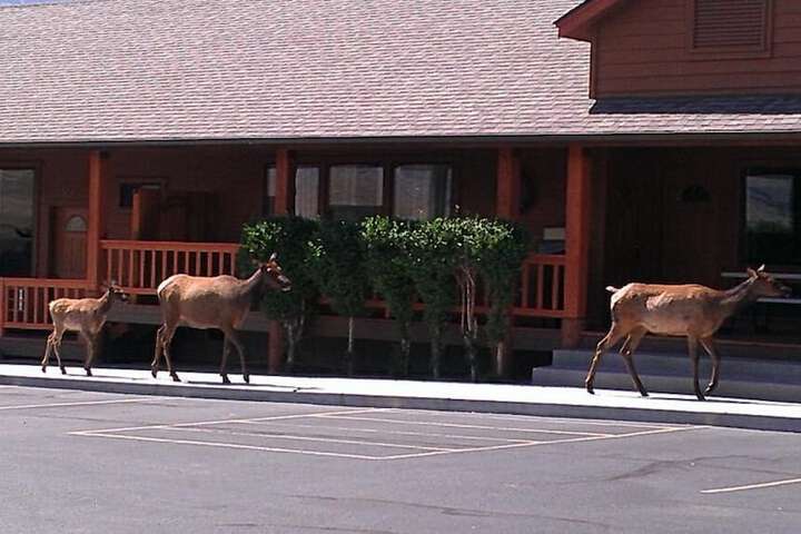 Yellowstone Village Inn And Suites - thumb 2