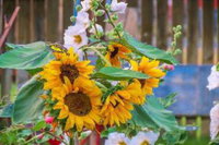 Long Hollow Guest Ranch