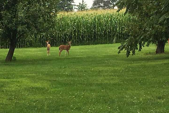 Quill Haven Country Inn - thumb 7