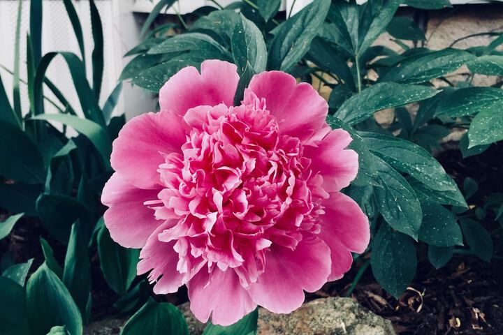 Quill Haven Country Inn - thumb 5